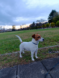 Giovane maschio Jack Russell Terrier accoppiamento