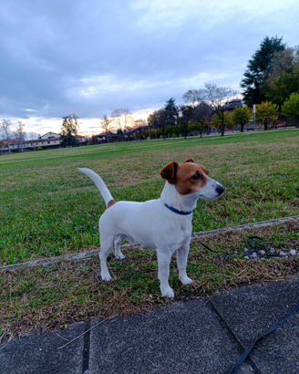 Giovane maschio Jack Russell Terrier accoppiamento
