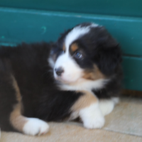 Cuccioli di pastore australiano