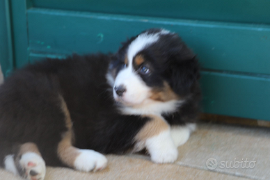 Cuccioli di pastore australiano