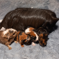 Cavie di razza coronet e sheltie