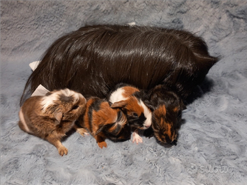 Cavie di razza coronet e sheltie