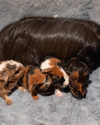 Cavie di razza coronet e sheltie