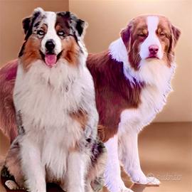 Pastore australiano per monte