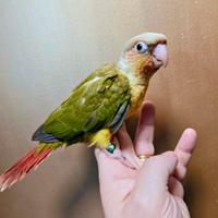 Pyrrhura Molinae allevati