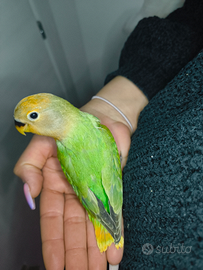 Pulli allevati a mano