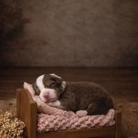 Cuccioli pastore australiano