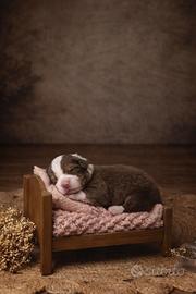 Cuccioli pastore australiano