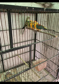 Calopsitte, gropponi, rossella