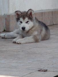 Ultima cucciola