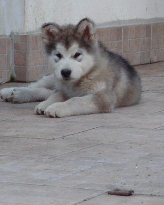 Ultima cucciola