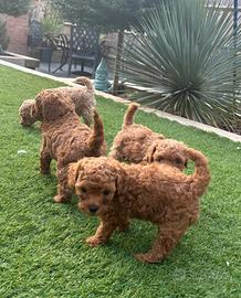 Cuccioli di barboncino toy maschio e femmina