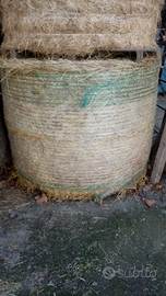 Fieno erba medica