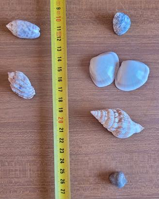 Lotto #8 conchiglie marine da collezione