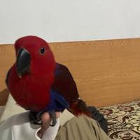 Pappagallo ? ecletto allevato a mano