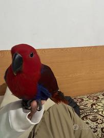 Pappagallo ? ecletto allevato a mano
