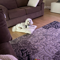 Bichon à poil frisé cane di taglia piccola