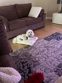 Bichon à poil frisé cane di taglia piccola