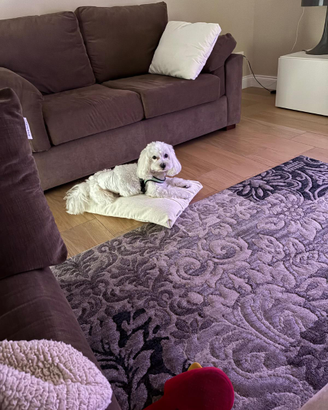 Bichon à poil frisé cane di taglia piccola