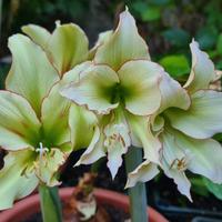 Hippeastrum Cleopatra 
