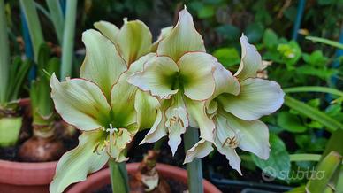 Hippeastrum Cleopatra 
