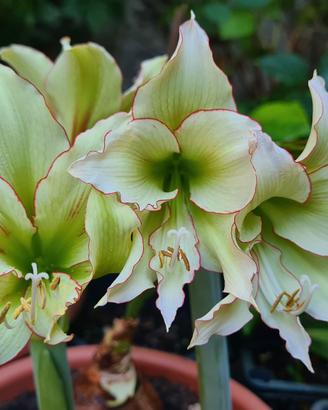 Hippeastrum Cleopatra 