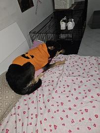 Cagnolino due anni