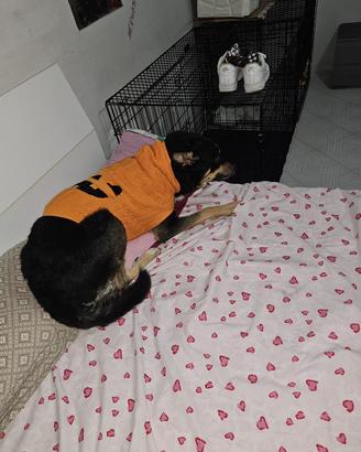 Cagnolino due anni