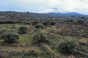 Terreno Agricolo/Culture Biancavilla
