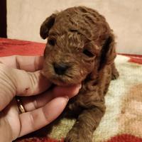 Barboncino Toy pedigree ENCI