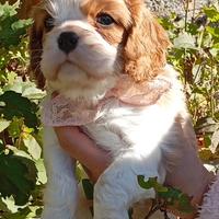 Cucciola cavalier king con pedigree Enci