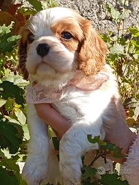 Cucciola cavalier king con pedigree Enci