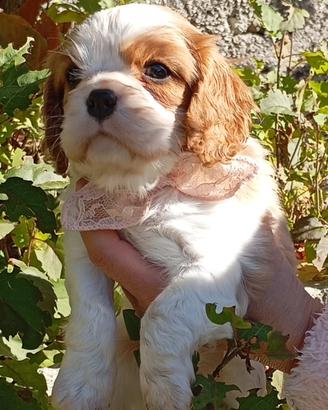 Cucciola cavalier king con pedigree Enci