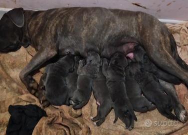 Cuccioli di Cane Corso
