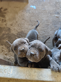 Cucciole femmine di Cane Corso grigio