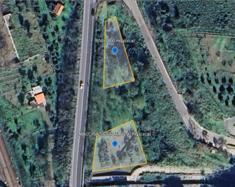 Terreno agricolo con uliveto