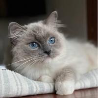 Cucciola Ragdoll occhi blu