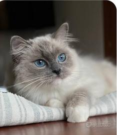 Cucciola Ragdoll occhi blu