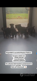 Cuccioli pastore tedesco