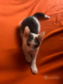 cucciolo gattino di colore bianco e grigio