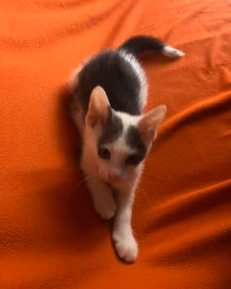 cucciolo gattino di colore bianco e grigio