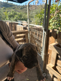 Cane corso