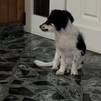 Meticcio 3 mesi max 10kg