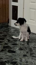 Meticcio 3 mesi max 10kg