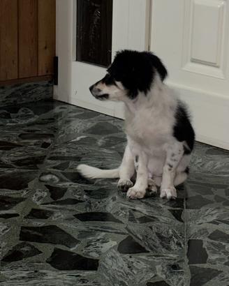 Meticcio 3 mesi max 10kg