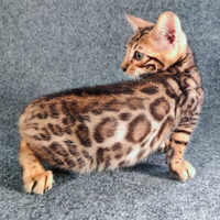 Cuccioli gattini Bengala