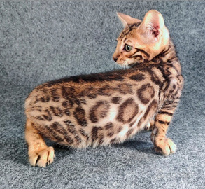 Cuccioli gattini Bengala