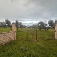 Terreno agricolo Ulivi Zona Selva San Vito