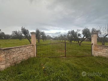 Terreno agricolo Ulivi Zona Selva San Vito