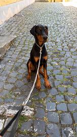 Dobermann Cucciolo 7 mesi
